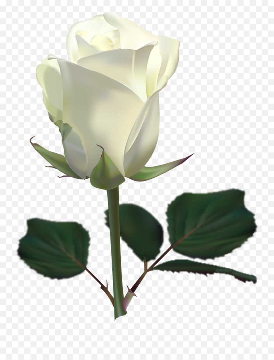 Download Free Png Beautiful White Rose - White Rose Images Download,Real Rose Png