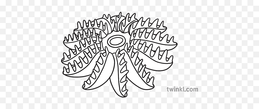 Crown Of Thorns Starfish Black And White Rgb Illustration - Language Png,Thorns Icon