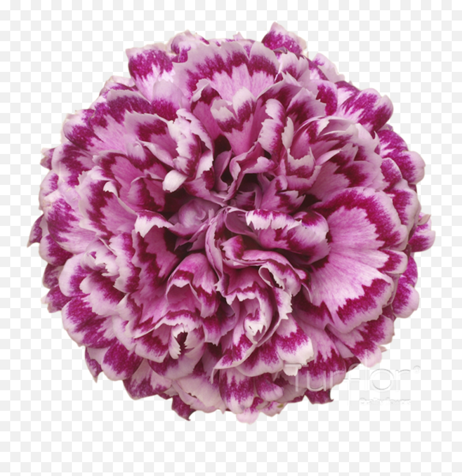 Carnation Dwarf