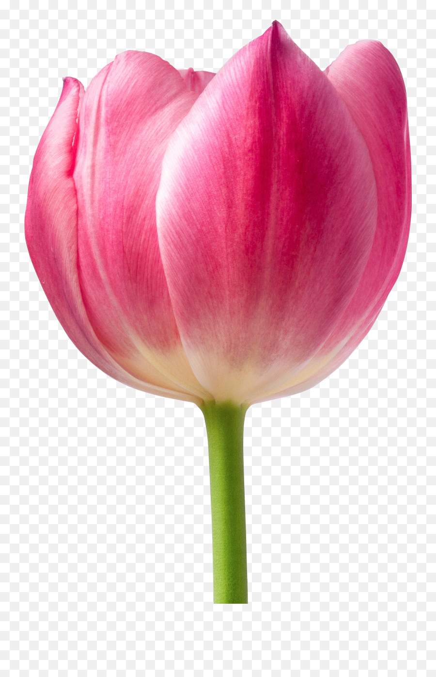 Pink Tulip Flower Png U2013 For Free - Tulip Png Images Of Flowers,Tulip Transparent