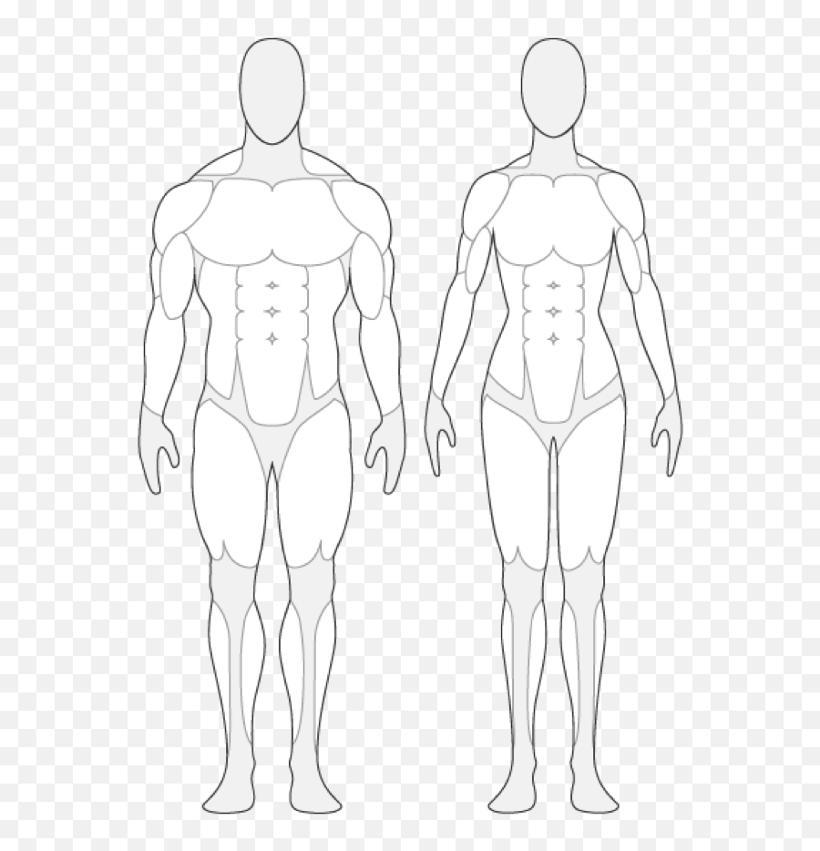 Human Body Outline With Muscles - Human Body Muscle Outline Png,Muscles Png