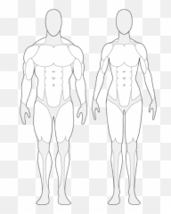 Human Body Outline With Muscles - png