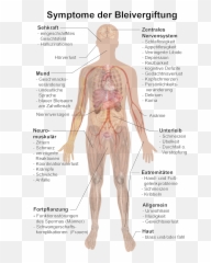 Filesymptome Bleivergiftungpng - Wikimedia Commons Bleivergiftung Symptome,Back Of Hand Png