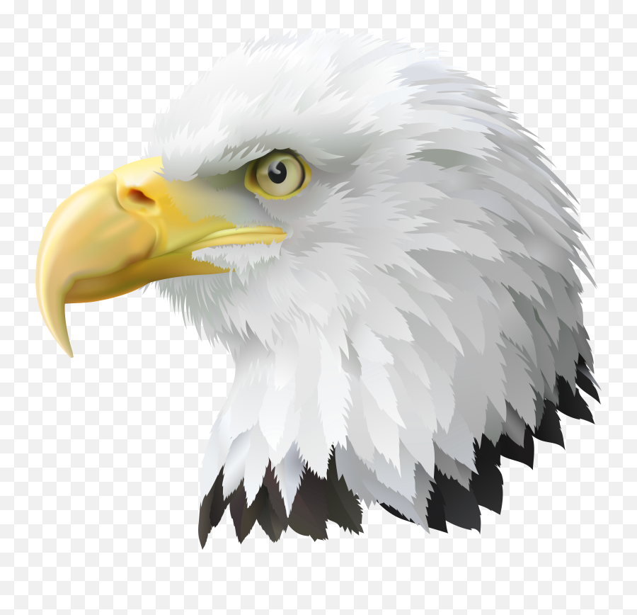 Download Eagle American Bald Head Png
