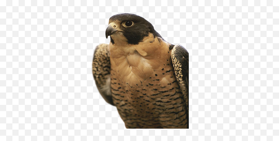 Falcon Png Icon - Northwest Territories National Animal,Falcon Png