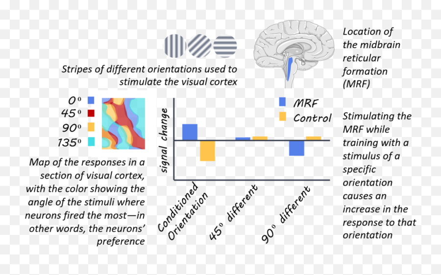 Driving Brain Plasticity With Gamma Oscillations U2014 Brainpost Png Brains