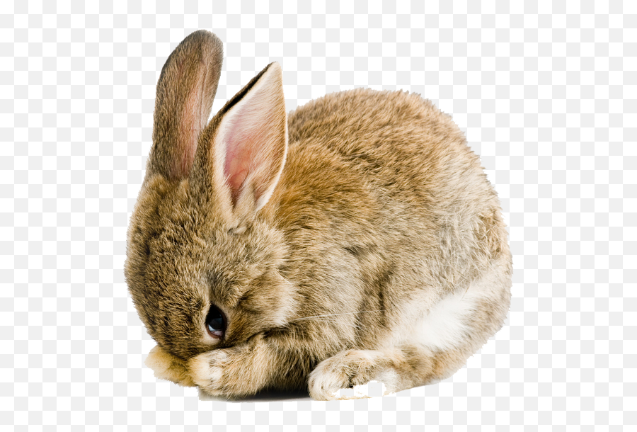 Real Easter Bunny Png Picture - Transparent Background Bunny Clipart,Rabbit Transparent