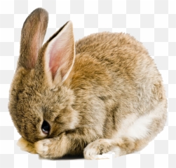 Real Easter Bunny Png Picture - Transparent Background Clipart