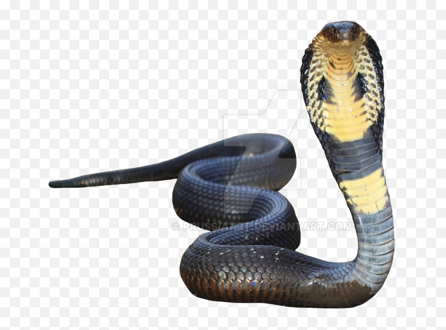 King Cobra Transparent Background - King Cobra Transparent Background Png,Snake Transparent Background