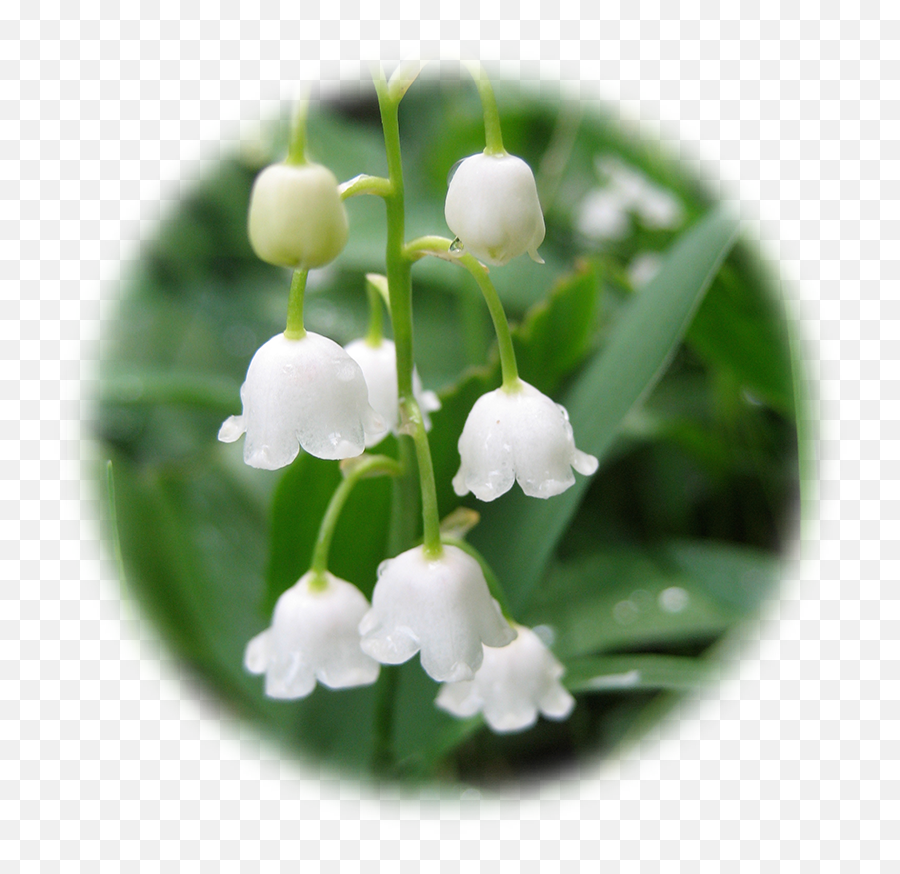 Transparent Background Hq Png Image - Lily Of The Valley Png Hd,Lily Transparent Background