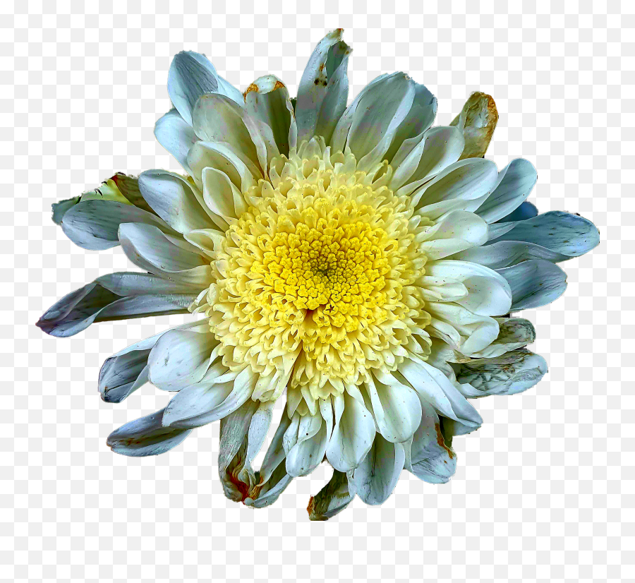 The Photo Editoru0027s Snap To Shape Crop Is Surprisingly - Protea Png,Snap Png