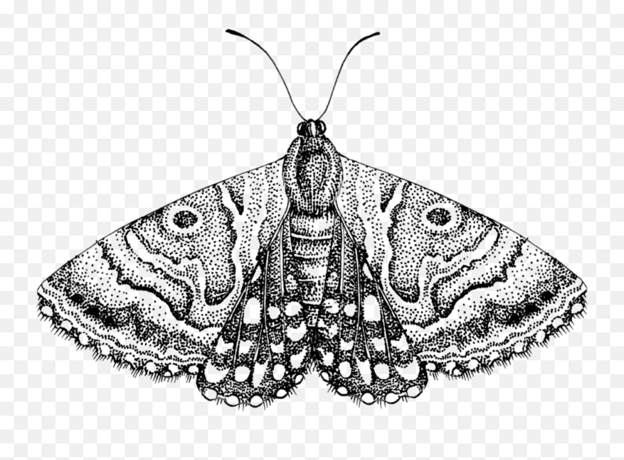 Moth Png Free Download - Transparent Moth Png,Moth Png