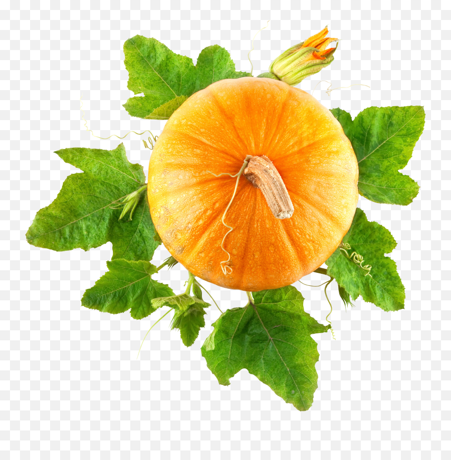 Pumpkin Png Image - Purepng Free Transparent Cc0 Png Image Pumpkin Top View Png,Pumpkins Png