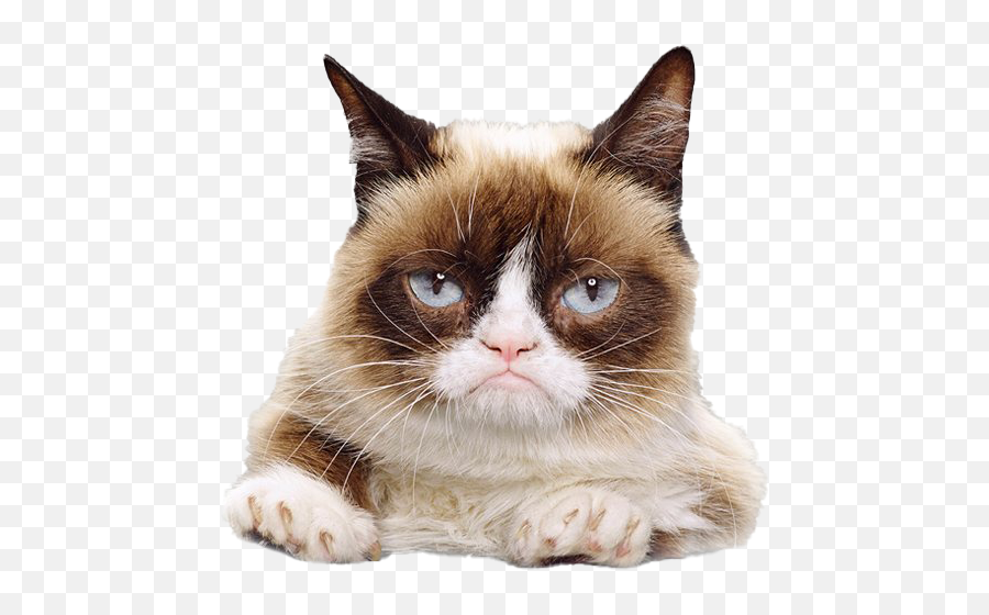 Grumpy Cat Face Png File Mart - Grumpy Cat Face Png,Cat Whiskers Png