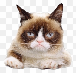 Grumpy Cat Face Png File Mart - Png