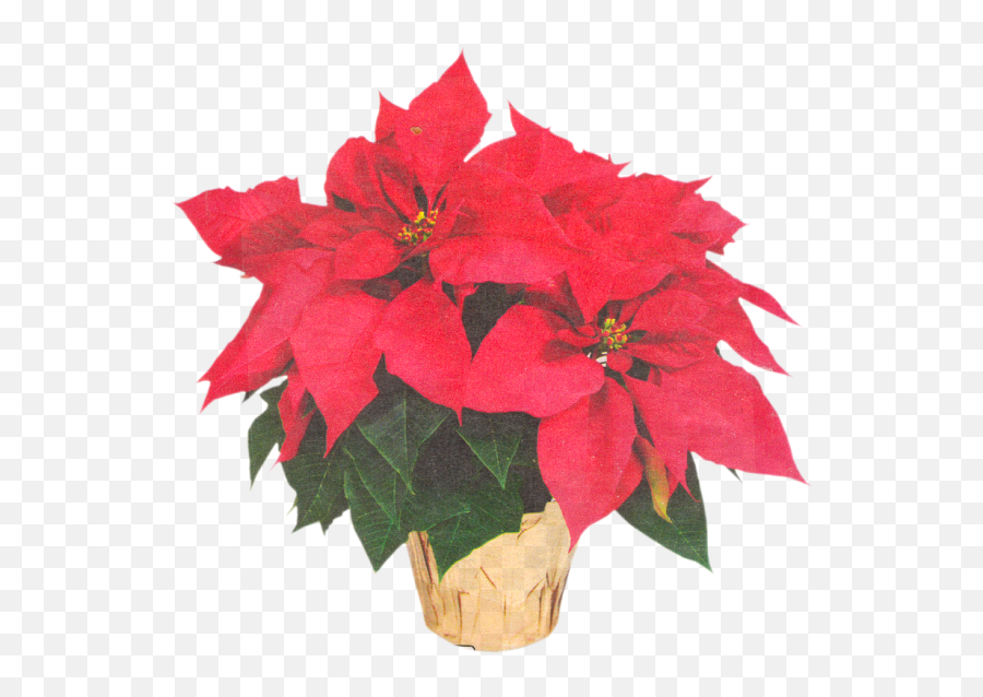 Poinsettia Transparent Flower Crown Clipart - Full Size Price For Poinsettias At Lowes Png,Flower Crown Transparent