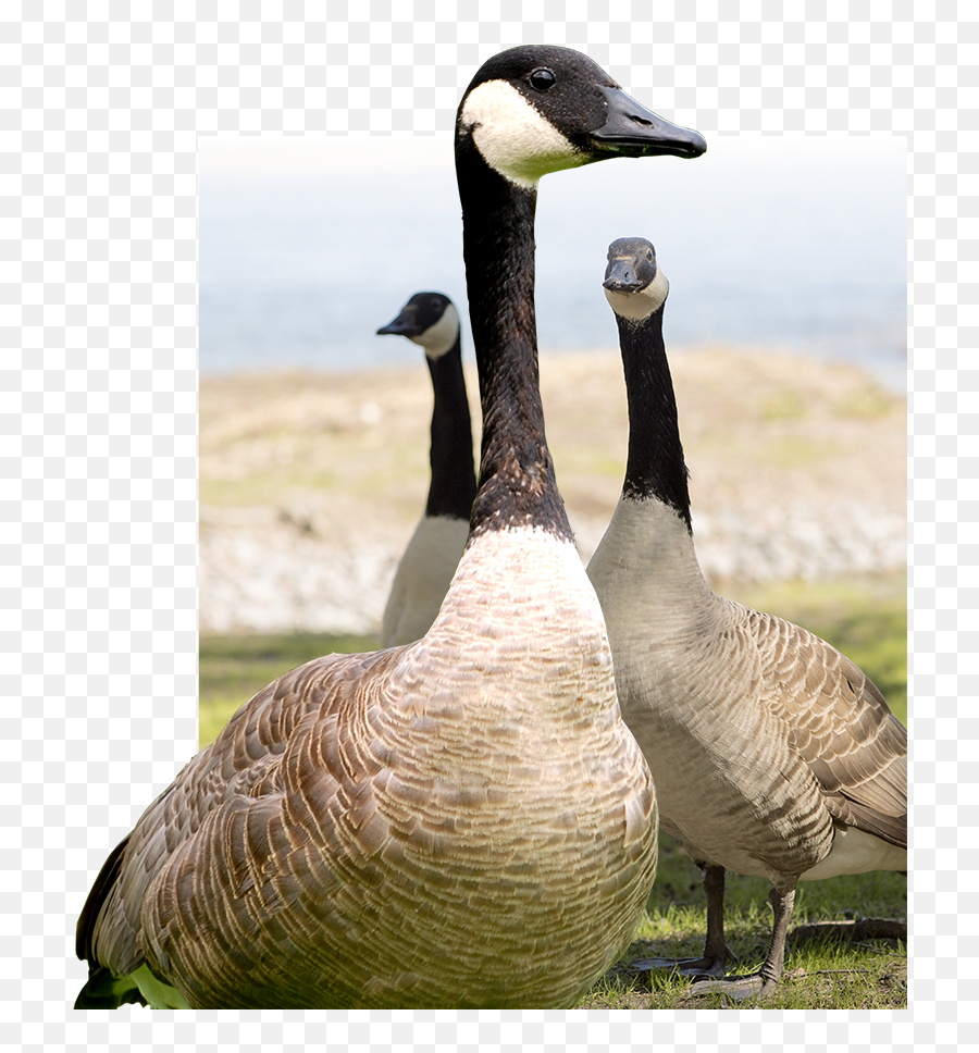 Geese Png Image - Wild Geese Family,Geese Png