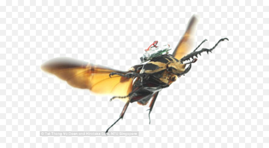Flying Bug Transparent Image - Beetle Flying Insect Png,Transparent Bug