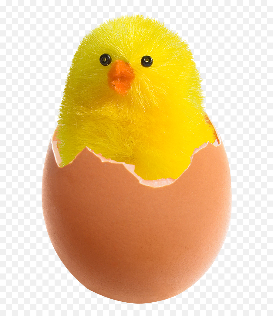 Download Free Png Chicken In Broken Egg Image - Purepng Broken Egg With Chicken,Egg Transparent