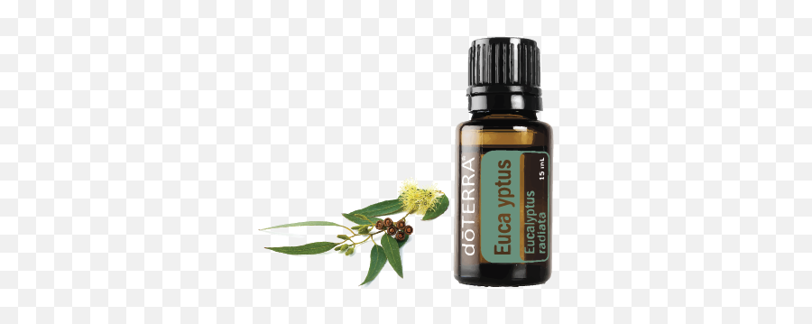 Eucalyptus - Eucalyptus Doterra Png,Eucalyptus Png