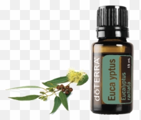 Eucalyptus - Eucalyptus Doterra Png,Eucalyptus Png