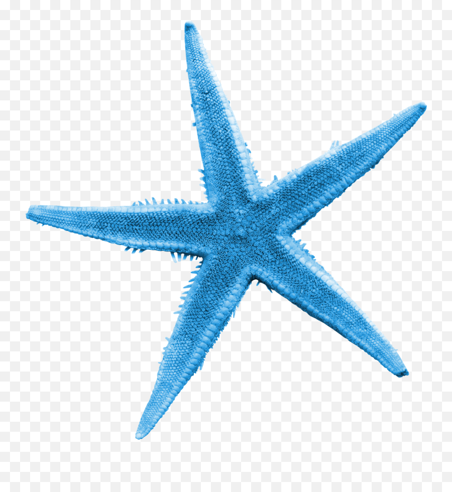 Starfish Sea Clip Art - Blue Starfish Png,Starfish Png