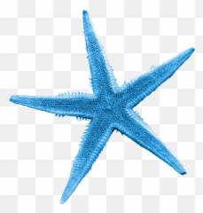 Starfish Sea Clip Art - Blue Starfish Png,Starfish Png