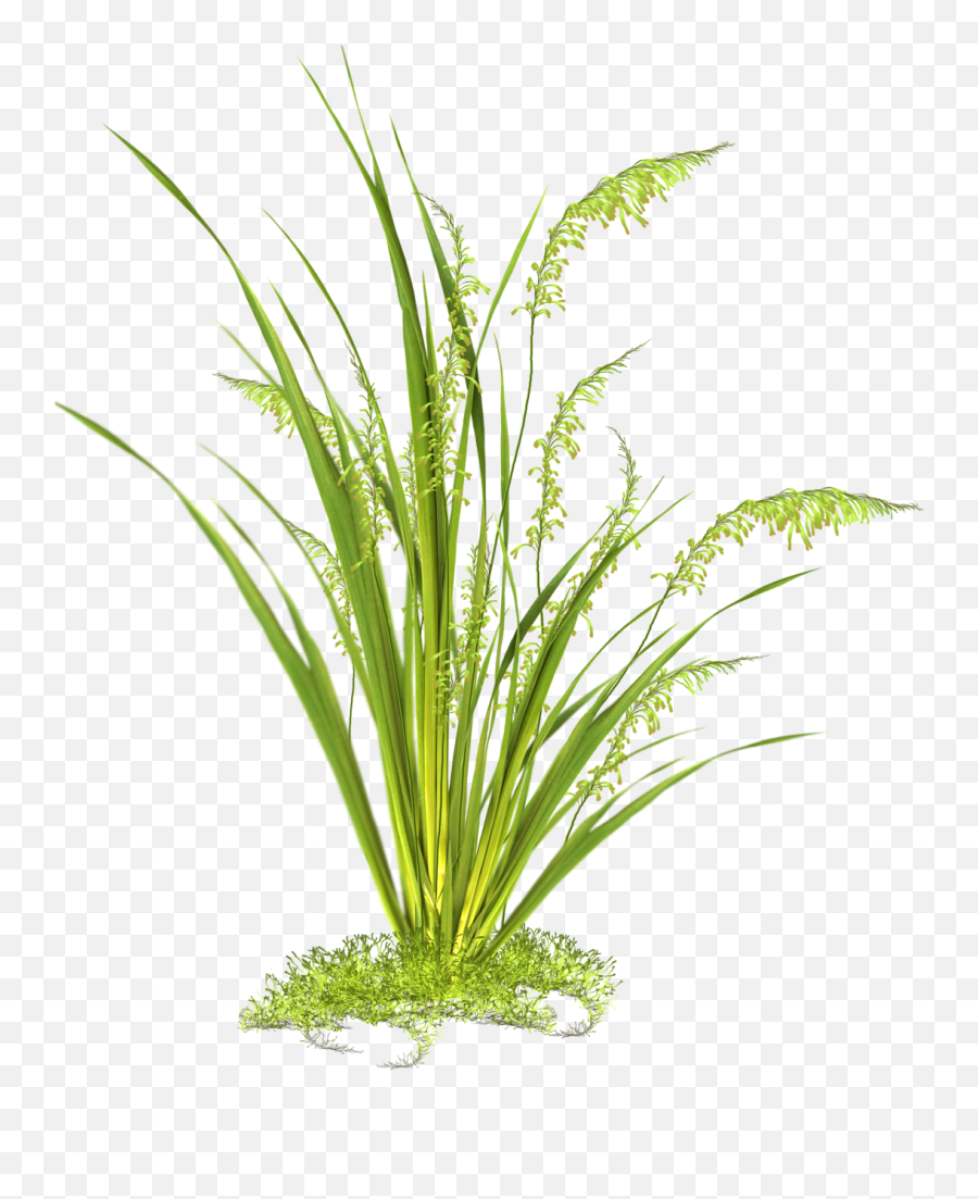 Tall Grass Png Clipart Images Cutout In Photoshop - Hierbas Con Fondo Transparente,Green Grass Png