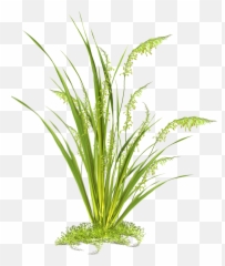Tall Grass Png Clipart Images Cutout In Photoshop - Hierbas Con Fondo Transparente,Green Grass Png