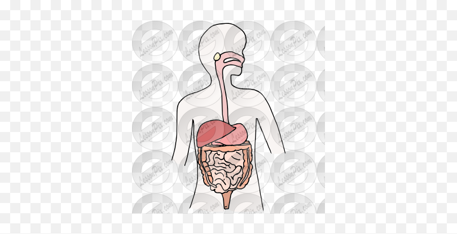 Digestive System Picture For Classroom - Transparent Digestive System Clipart Png,Digestive System Png