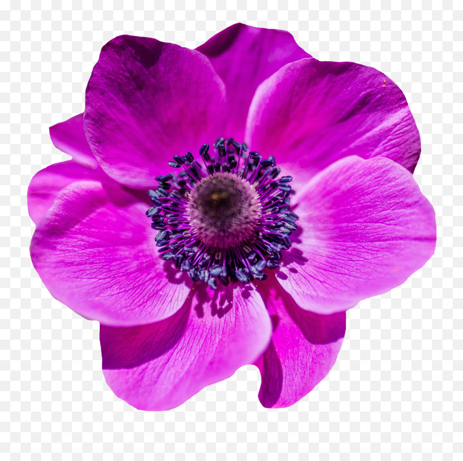Free Image - Poppy Flower Blossom Bloom In 2020 Purple Poppy Flower Clipart Png,Poppies Png