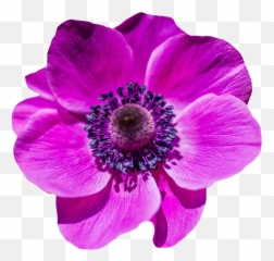 Free Image - Poppy Flower Blossom Bloom In 2020 Purple Poppy Flower Clipart Png,Poppies Png