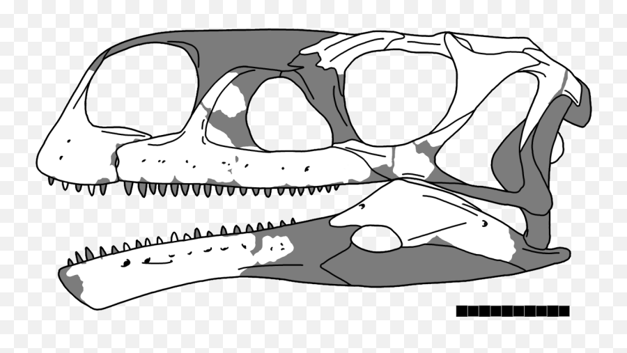 Fileaardonyx Skullpng - Wikimedia Commons Aardonyx Skull,Skull Png Transparent