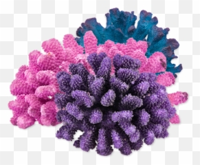 Corals Png 2 Image - Transparent