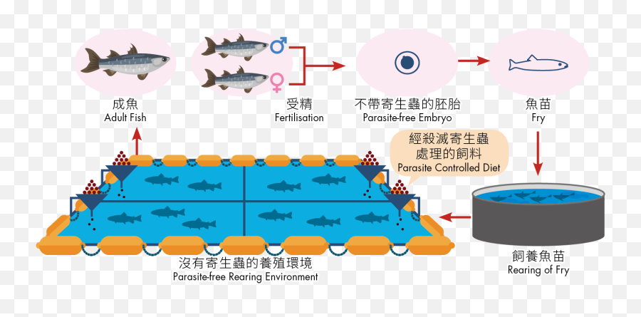 Food Safety Of Freshwater Fish Sashimi - Aqvaculture Clipart Png,Transparent Fish