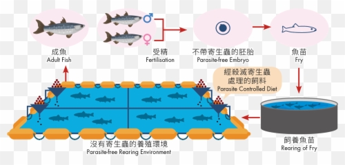 Food Safety Of Freshwater Fish Sashimi - Aqvaculture Clipart Png,Transparent Fish