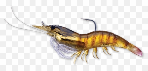 Marine Transparent Png Clipart Free - Live Target Shrimp,Shrimp Png