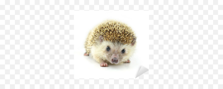 Hedgehog Isolate - We Live To Change Domesticated Hedgehog Png,Hedgehog Transparent Background