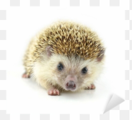 Hedgehog Isolate - We Live To Change Domesticated Hedgehog Png,Hedgehog Transparent Background