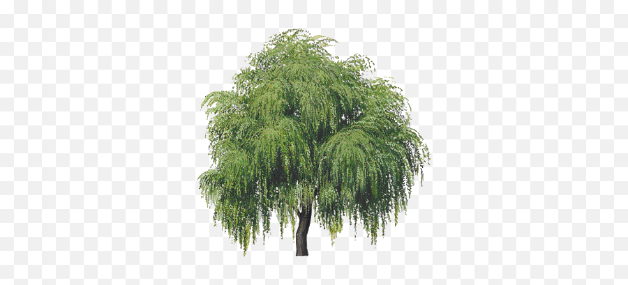 Transparent Willow Tree Hd - Transparent Background Willow Tree Png,Weeping Willow Png