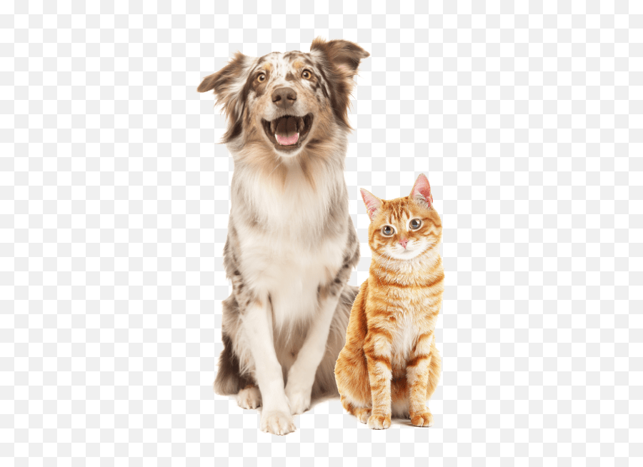 Pawhootz - Cats For President Trump Png,Dog And Cat Png