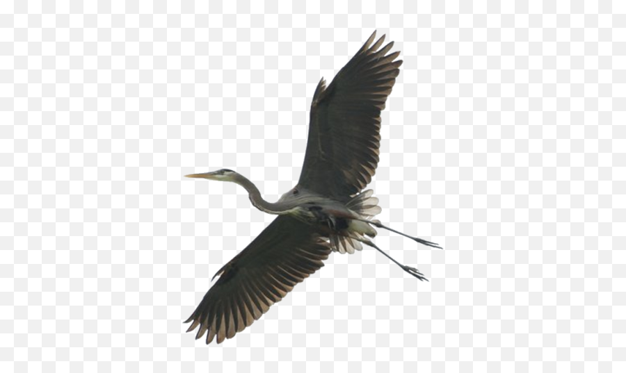 Stork Png And Vectors For Free Download - Dlpngcom Heron Png,Blue Bird Png