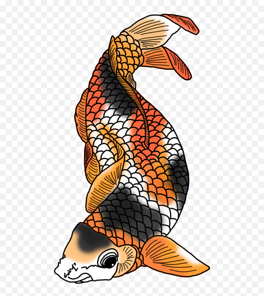 Drawing Japanese Colored - Koi Fish Black Red Orange Png,Koi Fish Png