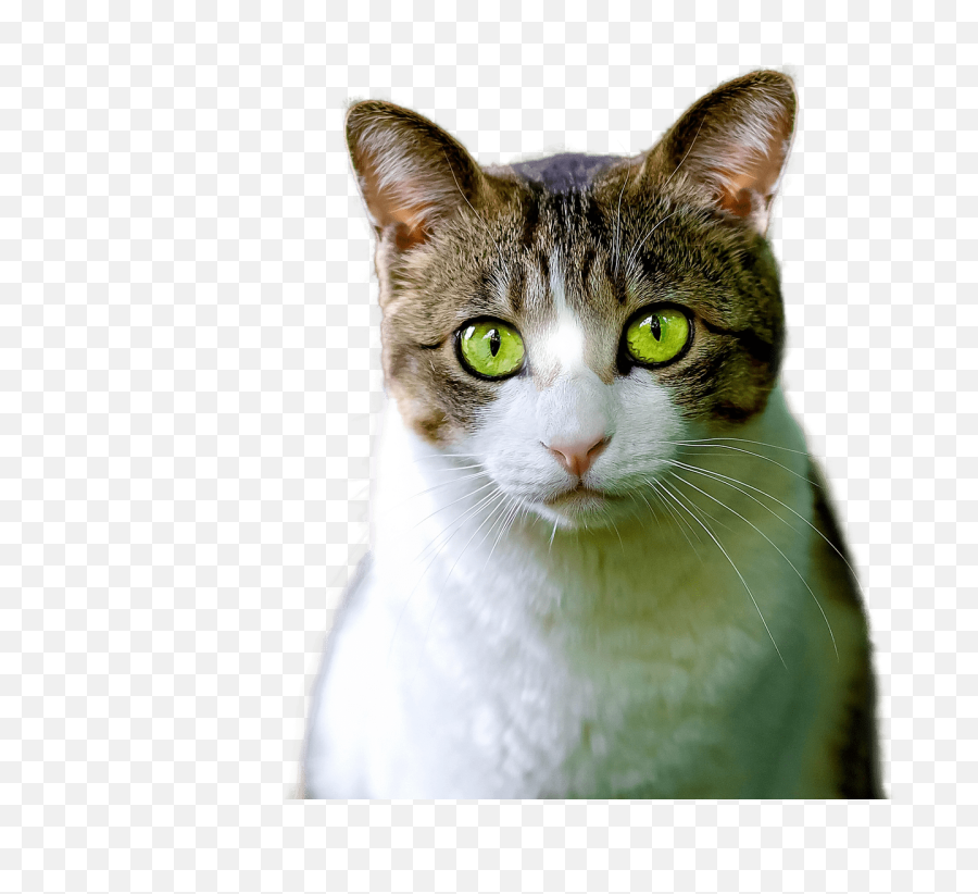 Cat Isolated Feline - Green Cat Transparent Png,Cat Eyes Png
