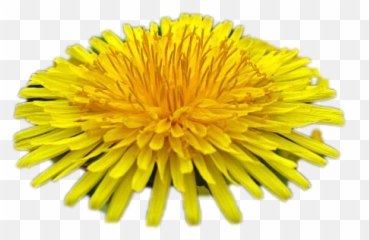 Dandelion Transparent Image Png Play - Flower Images With White Background