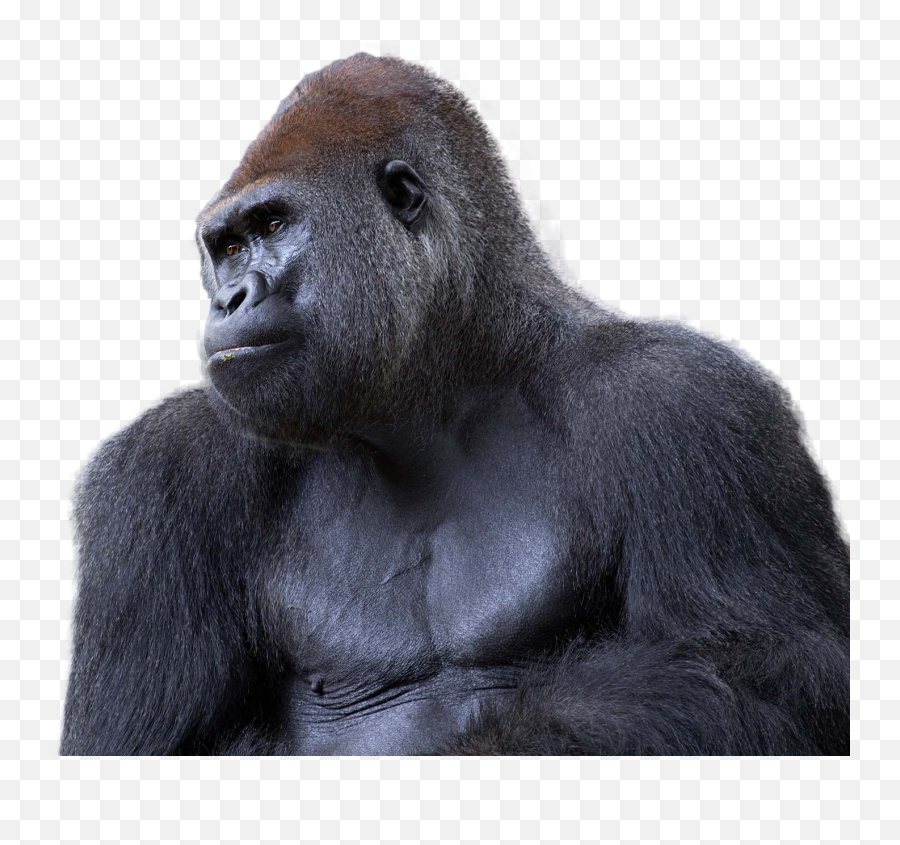 Download Free Png Gorilla Image 8 - Silver Back Gorilla Png,Gorilla Png