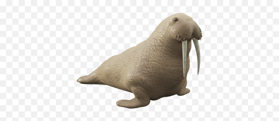 Free - Walrus Augmented Reality Ar Quick Look Model Walrus Png,Walrus Png