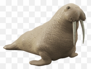 Free - Walrus Augmented Reality Ar Quick Look Model Walrus Png,Walrus Png