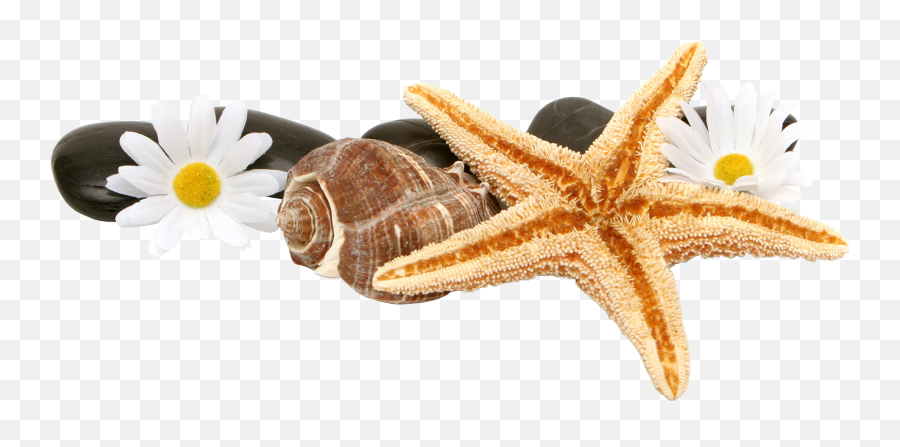 Png Images Free Download - Starfish And Shells Png Starfish And Shells Png,Seashells Png