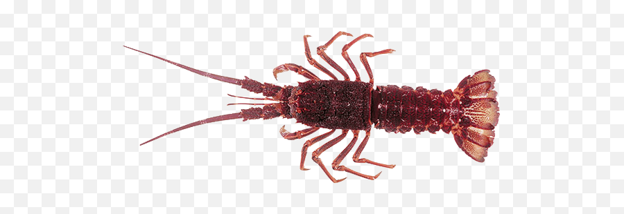 Crayfish - Alchetron The Free Social Encyclopedia Similar To Lobster Png,Crawfish Png